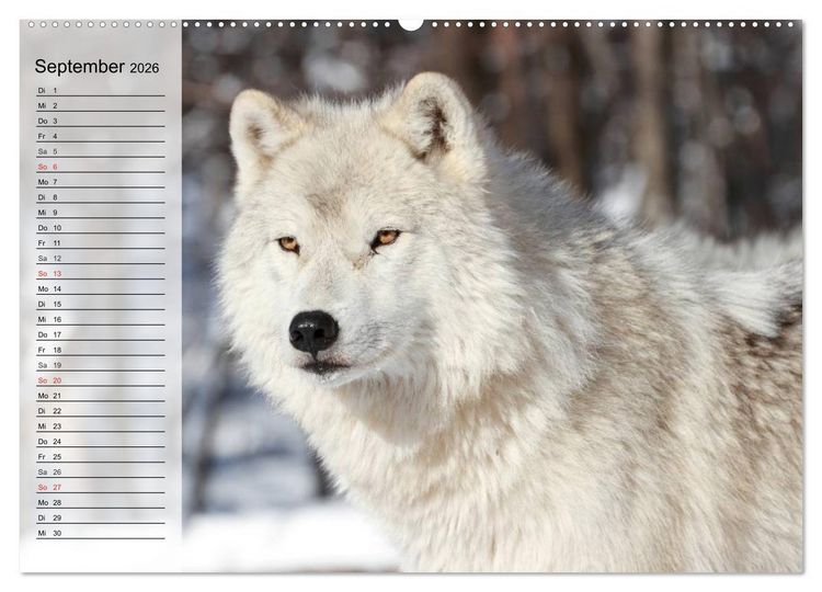 Produktbild: W&ouml;lfe. Graue Eminenzen (Wandkalender 2026 DIN A2 quer), CALVENDO Monatskalender