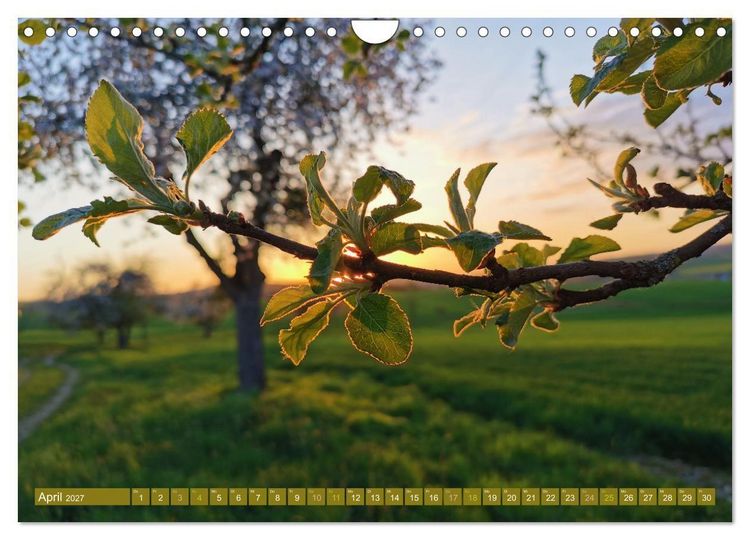 Produktbild: Apfelbaum und Streuobstwiesen (Wandkalender 2027 DIN A4 quer), CALVENDO Monatskalender