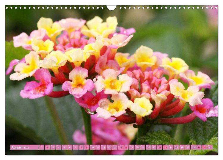 Produktbild: Liebenswerte Bl&uuml;ten (Wandkalender 2026 DIN A3 quer), CALVENDO Monatskalender