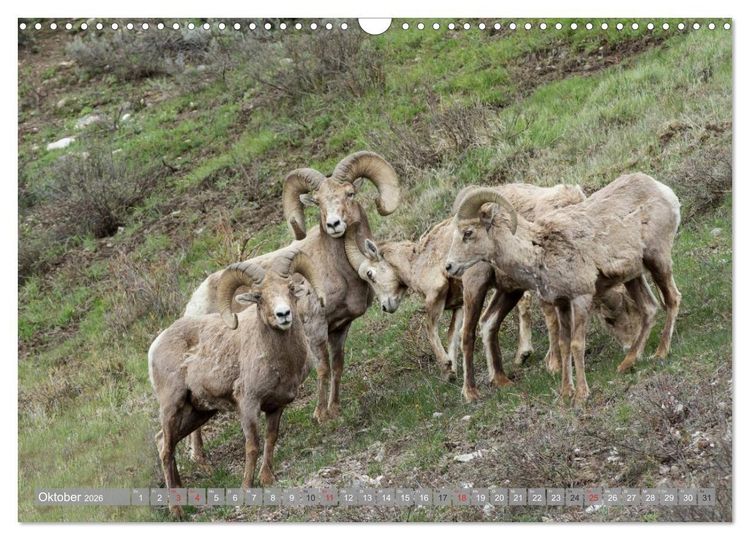 Produktbild: B&auml;r, Wolf und Co - Tiere Nordamerikas (Wandkalender 2026 DIN A3 quer), CALVENDO Monatskalender