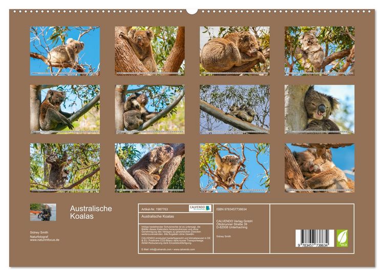 Produktbild: Australische Koalas (hochwertiger Premium Wandkalender 2026 DIN A2 quer), Kunstdruck in Hochglanz