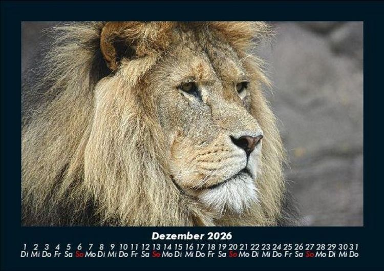 Produktbild: L&ouml;wen in der Wildnis 2026 Fotokalender DIN A5