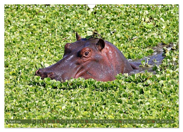 Produktbild: Hippos - Begegnungen in Afrika (Wandkalender 2026 DIN A3 quer), CALVENDO Monatskalender