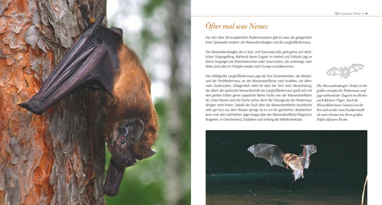 Produktbild: Fledermaus ganz nah