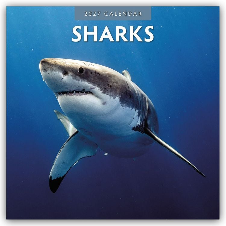 Produktbild: Sharks &ndash; Haie 2027 &ndash; 16-Monatskalender