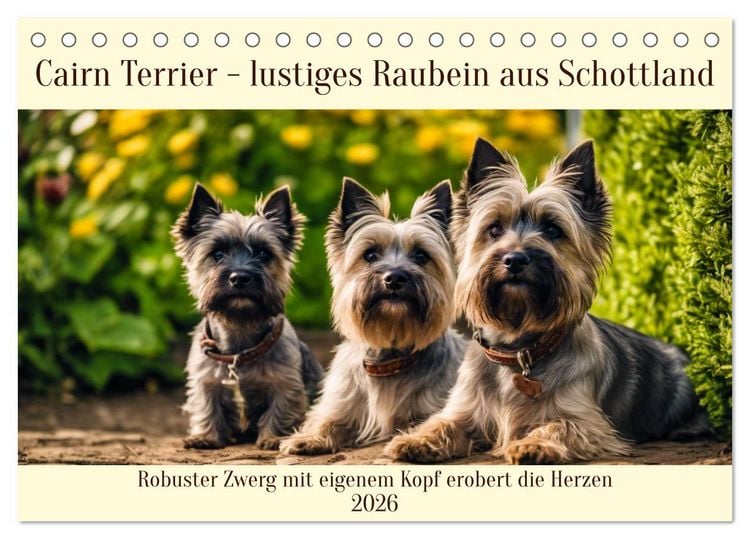 Produktbild: Cairn Terrier - lustiges Raubein aus Schottland (Tischkalender 2026 DIN A5 quer), CALVENDO Monatskalender