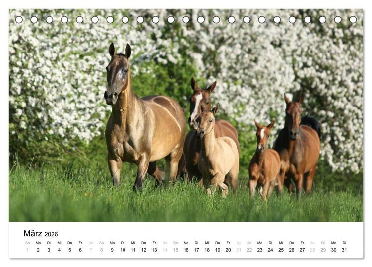 Produktbild: Pferde - Magdalena Strakova (Tischkalender 2026 DIN A5 quer), CALVENDO Monatskalender