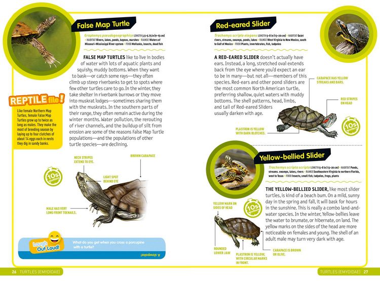 Produktbild: Ultimate Explorer Field Guide: Reptiles and Amphibians