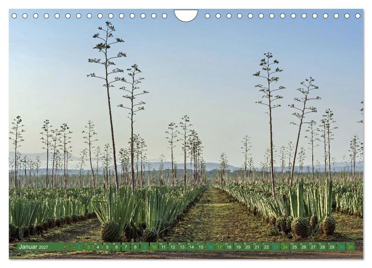 Produktbild: SISAL - von der Pflanze zum Produkt (Wandkalender 2027 DIN A4 quer), CALVENDO Monatskalender