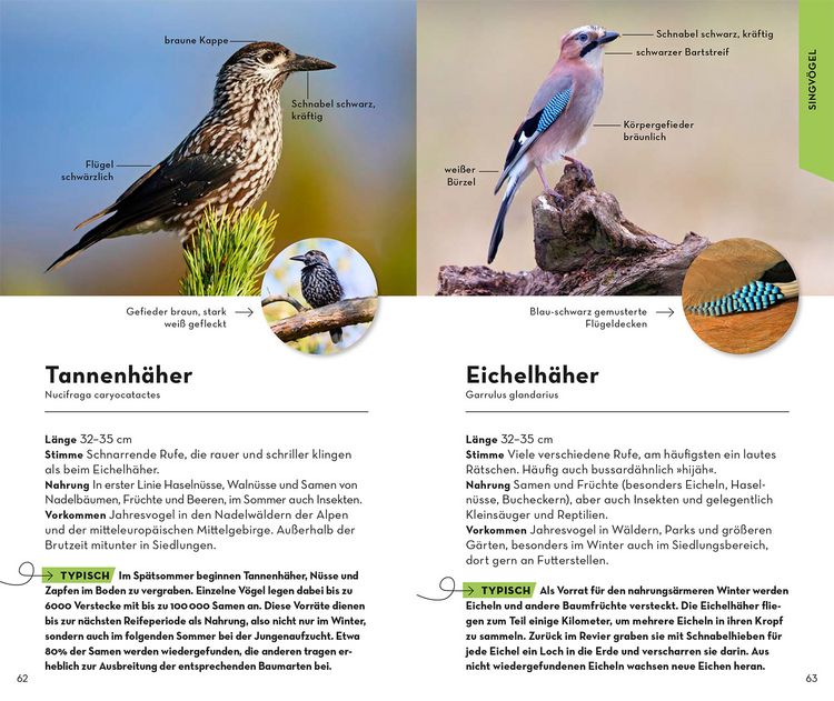 Produktbild: BASIC Gartenv&ouml;gel