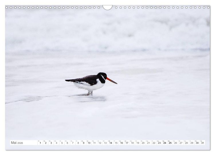 Produktbild: Helgoland - Das Leben auf der D&uuml;ne Helgolands (Wandkalender 2026 DIN A3 quer), CALVENDO Monatskalender