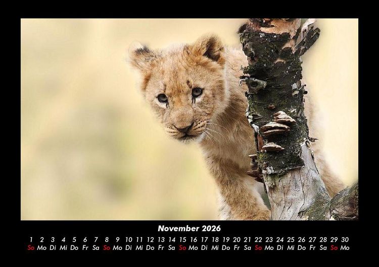 Produktbild: Tierkalender 2026 Fotokalender DIN A3