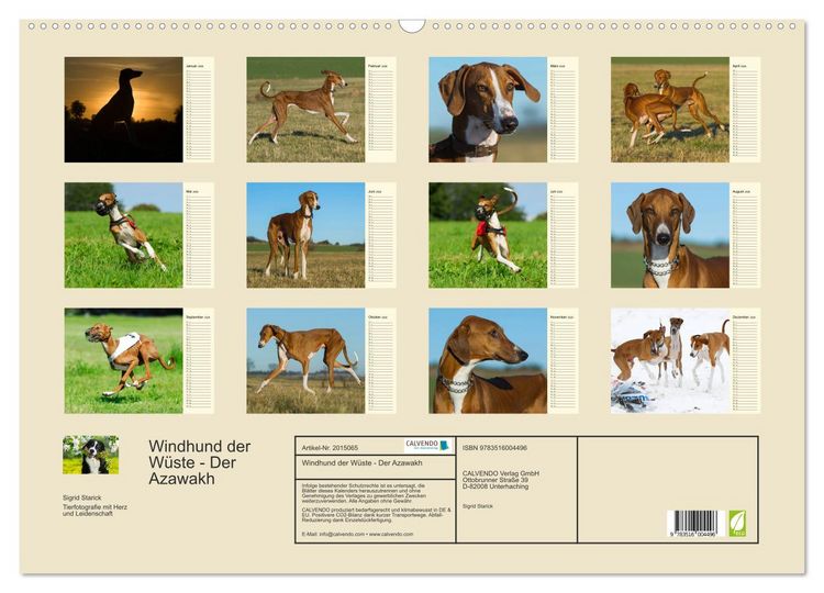 Produktbild: Windhund der W&uuml;ste - Der Azawakh (Wandkalender 2026 DIN A2 quer), CALVENDO Monatskalender
