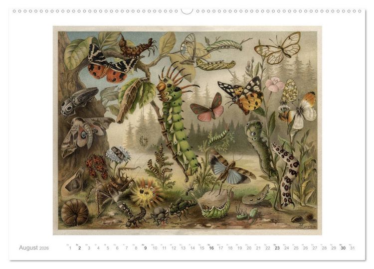 Produktbild: Farbenpr&auml;chtige Fauna. Fische, V&ouml;gel, Schmetterlinge in Grafiken des 19 Jahrhunderts (Wandkalender 2026 DIN A2 quer), CALVENDO Monatskalender