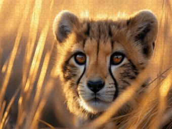 Produktbild: CALVENDO Puzzle Ein neugieriger Raubk&auml;tzchenblick | 1000 Teile Lege-Gr&ouml;&szlig;e 64x48cm Foto-Puzzle f&uuml;r gl&uuml;ckliche Stunden