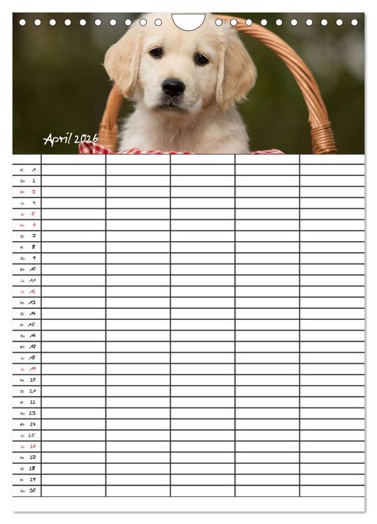 Produktbild: Familienplaner: Golden Retriever Welpen (Wandkalender 2026 DIN A4 hoch), CALVENDO Monatskalender