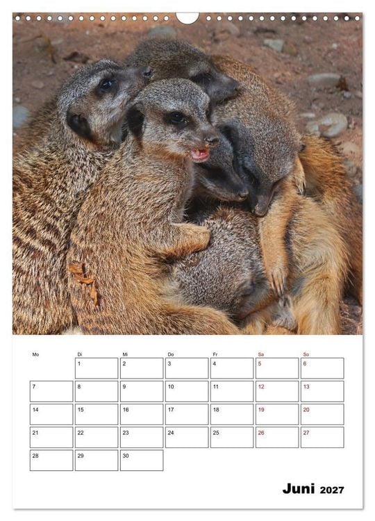 Produktbild: Niedliche Erdm&auml;nnchen (Wandkalender 2027 DIN A3 hoch), CALVENDO Monatskalender