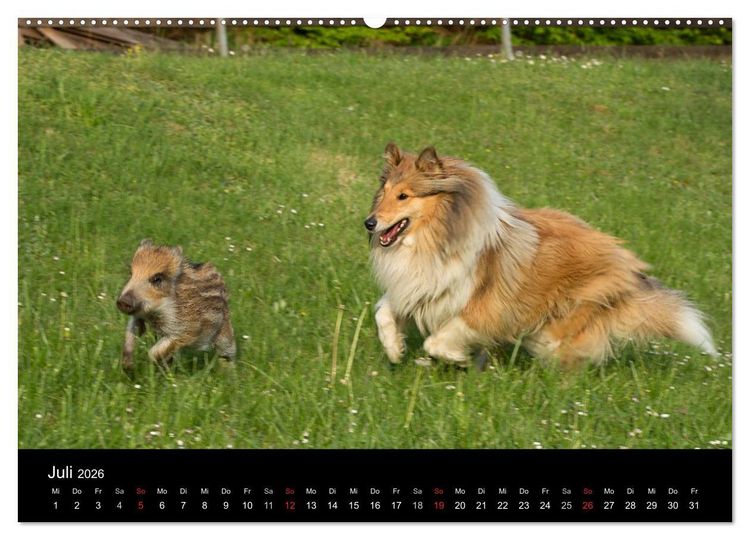 Produktbild: Ziva und ihre Freunde (hochwertiger Premium Wandkalender 2026 DIN A2 quer), Kunstdruck in Hochglanz