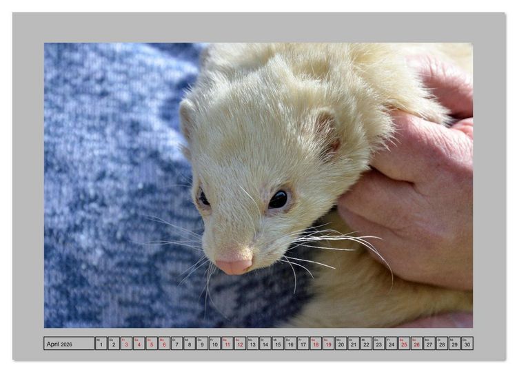 Produktbild: Frettchen - Freche Kobolde (Wandkalender 2026 DIN A3 quer), CALVENDO Monatskalender