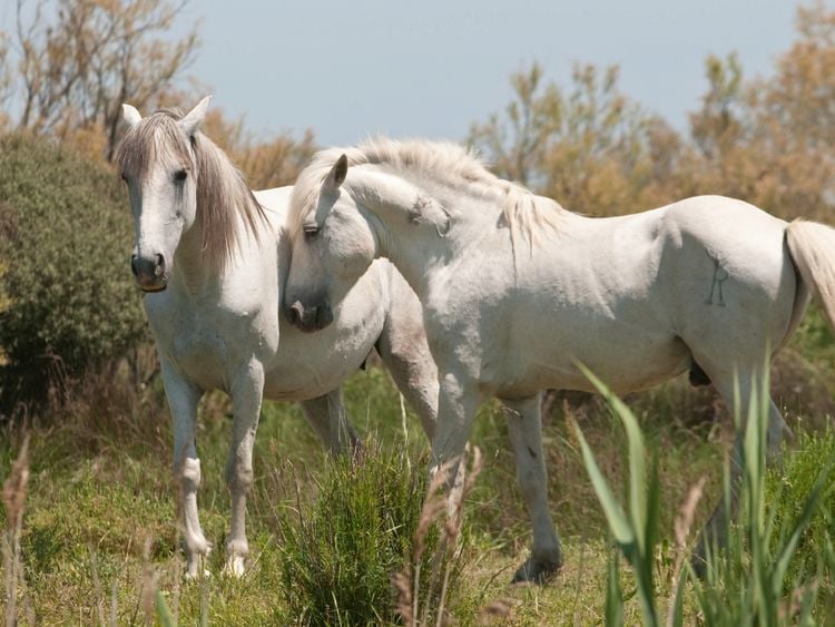 Produktbild: CALVENDO Puzzle Nat&uuml;rliches Pferdeleben in der Camargue: Hengst und Stute 1000 Teile Lege-Gr&ouml;&szlig;e 64 x 48 cm Foto-Puzzle Bild von Meike B&ouml;lts
