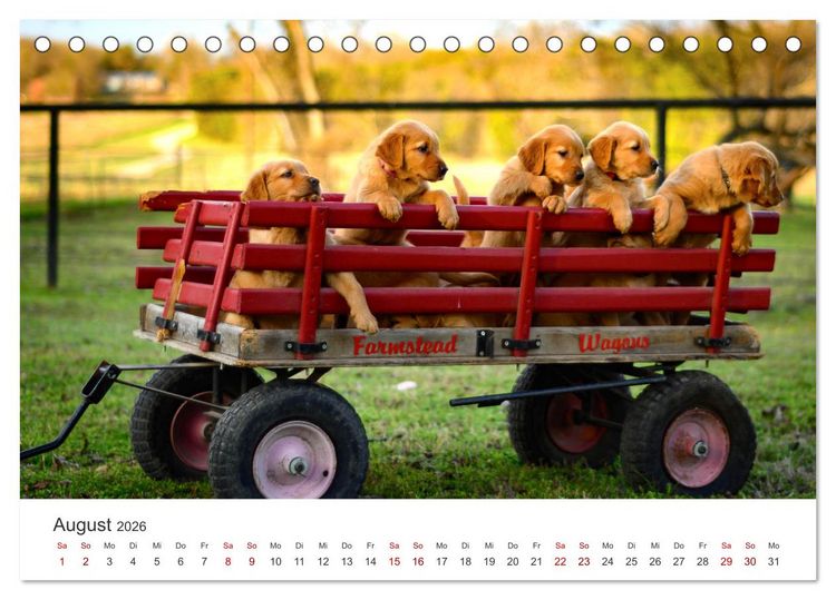 Produktbild: Golden Retriever - Die treuen Begleiter. (Tischkalender 2026 DIN A5 quer), CALVENDO Monatskalender