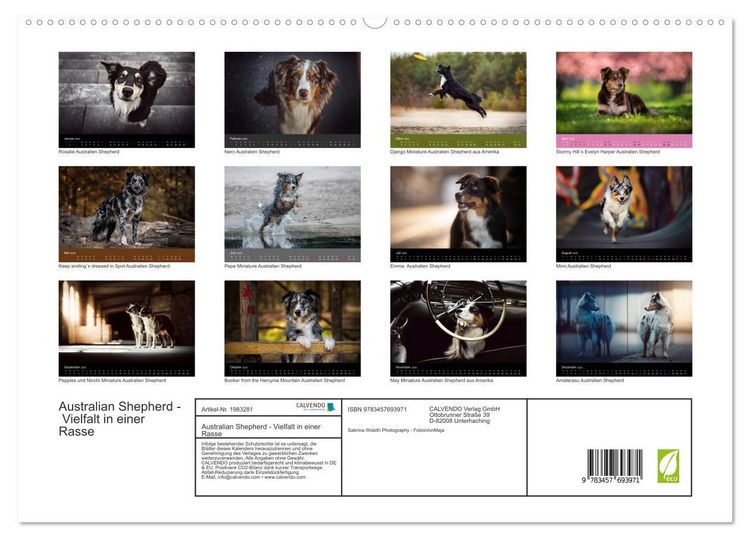 Produktbild: Australian Shepherd - Vielfalt in einer Rasse (hochwertiger Premium Wandkalender 2026 DIN A2 quer), Kunstdruck in Hochglanz
