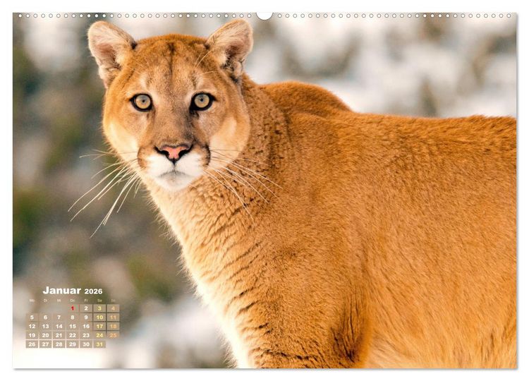 Produktbild: Puma: Auf leisen Pfoten (hochwertiger Premium Wandkalender 2026 DIN A2 quer), Kunstdruck in Hochglanz