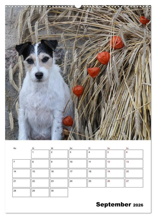 Produktbild: Tender Fellows - Parson Russell Terrier (Wandkalender 2026 DIN A2 hoch), CALVENDO Monatskalender