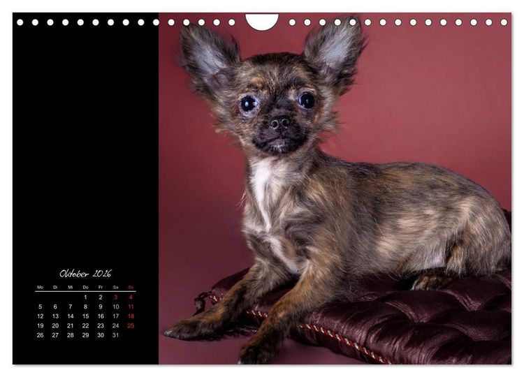 Produktbild: Chihuahua Welpen und Freunde (Wandkalender 2026 DIN A4 quer), CALVENDO Monatskalender