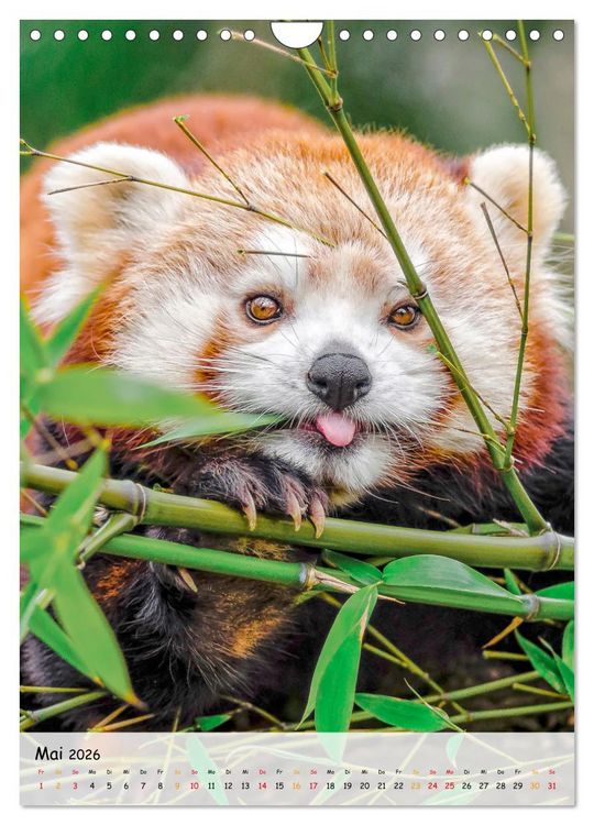 Produktbild: Roter Panda (Wandkalender 2026 DIN A4 hoch), CALVENDO Monatskalender