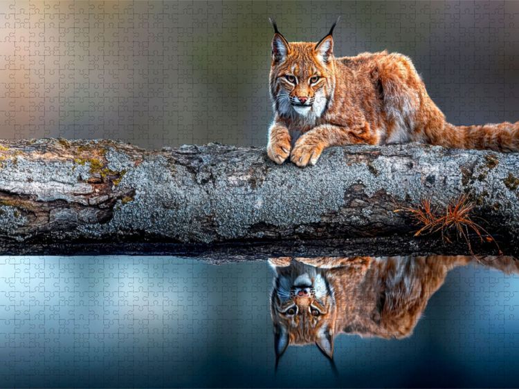 Produktbild: CALVENDO Puzzle Der Luchs | 1000 Teile Lege-Gr&ouml;&szlig;e 64x48cm Foto-Puzzle f&uuml;r gl&uuml;ckliche Stunden
