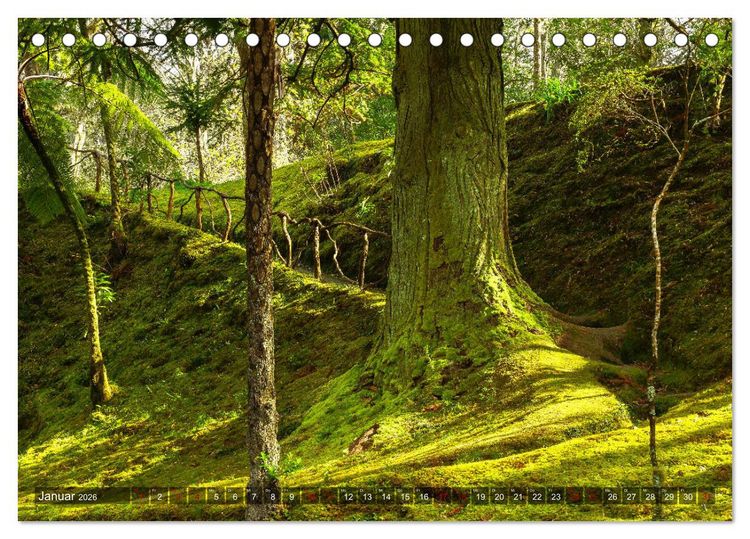 Produktbild: Terra Nostra Garten - ein botanisches Juwel auf den Azoren (Tischkalender 2026 DIN A5 quer), CALVENDO Monatskalender