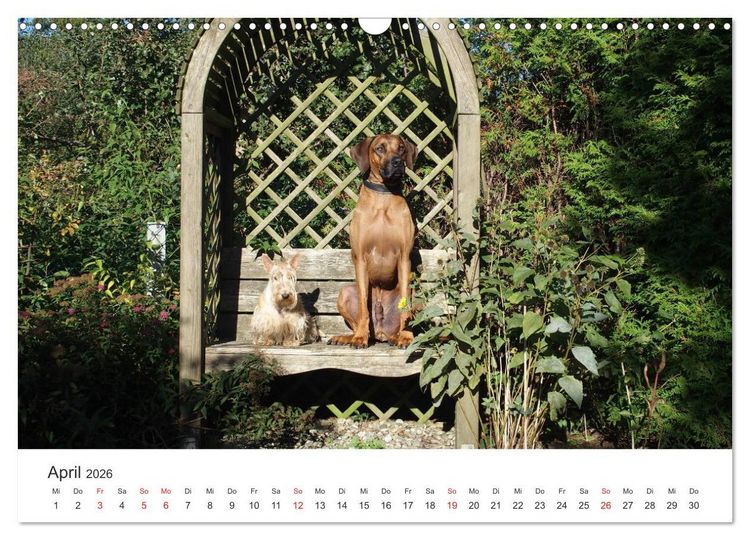 Produktbild: Ridgebacks - Hunde aus Afrika (Wandkalender 2026 DIN A3 quer), CALVENDO Monatskalender