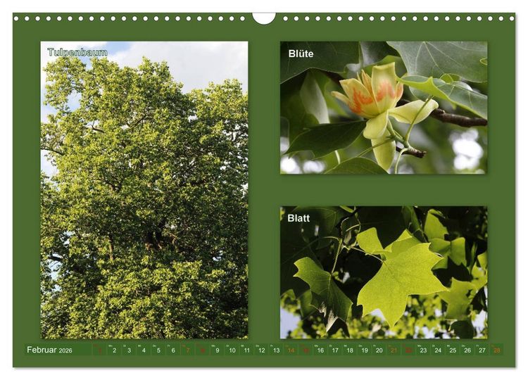 Produktbild: Faszinierende B&auml;ume (Wandkalender 2026 DIN A3 quer), CALVENDO Monatskalender