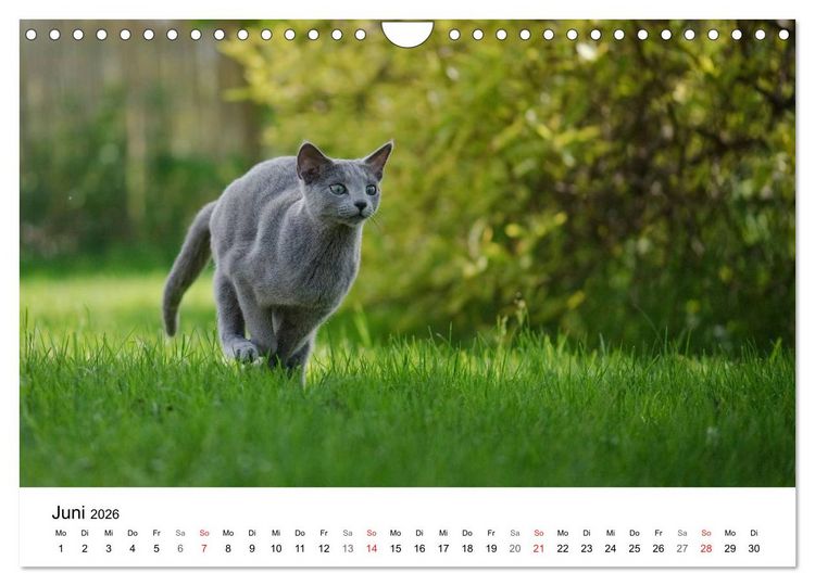 Produktbild: Rassekatzen 2026 (Wandkalender 2026 DIN A4 quer), CALVENDO Monatskalender