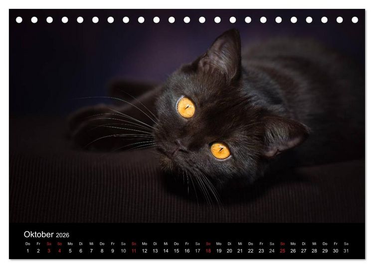 Produktbild: Schokoladige Britisch Kurzhaar Katzen (Tischkalender 2026 DIN A5 quer), CALVENDO Monatskalender
