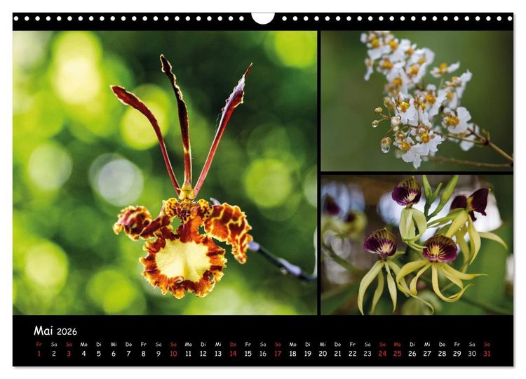 Produktbild: Dominikanische Republik Land & Leute (Wandkalender 2026 DIN A3 quer), CALVENDO Monatskalender