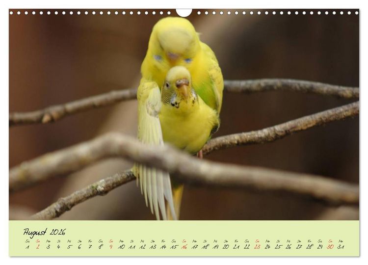 Produktbild: Wellensittiche - Gefiederte Freunde (Wandkalender 2026 DIN A3 quer), CALVENDO Monatskalender