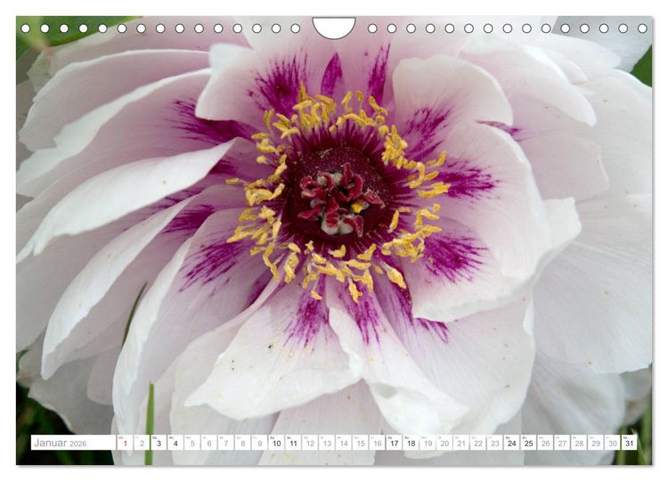 Produktbild: Pfingstrosentraum (Wandkalender 2026 DIN A4 quer), CALVENDO Monatskalender