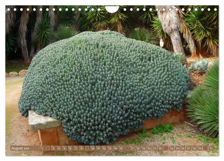 Produktbild: BOTANICACTUS Mallorcas Kakteengarten (Wandkalender 2026 DIN A4 quer), CALVENDO Monatskalender