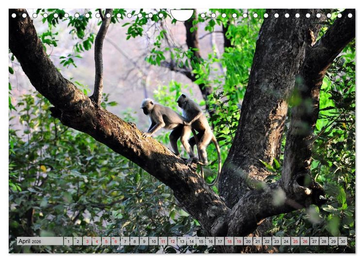Produktbild: Uttarakhand &ndash; Land der G&ouml;tter (Wandkalender 2026 DIN A4 quer), CALVENDO Monatskalender