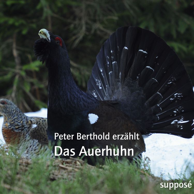 Produktbild: Das Auerhuhn