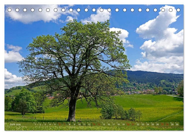 Produktbild: Mit B&auml;umen durchs Jahr (Tischkalender 2026 DIN A5 quer), CALVENDO Monatskalender