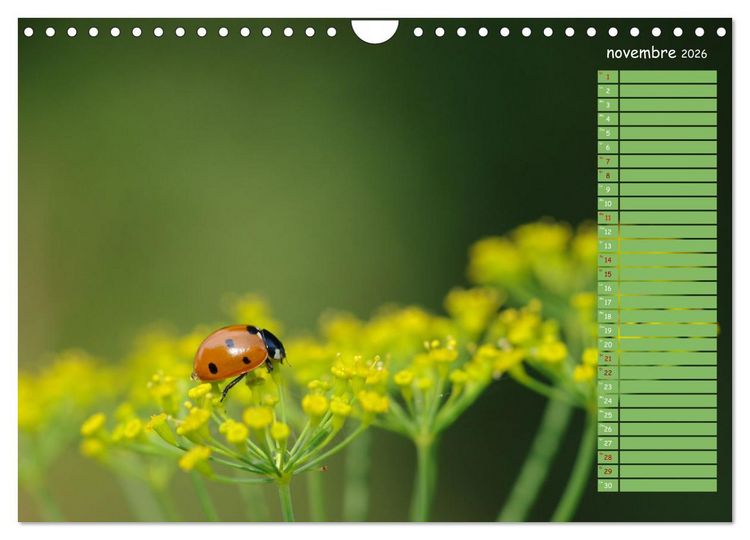 Produktbild: Coccinelles rouges &agrave; points noirs (Calendrier mural 2026 DIN A4 vertical), CALVENDO calendrier mensuel