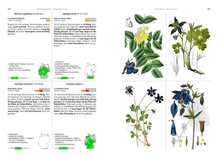 Produktbild: Die Flora von Deutschland. Alle heimischen Arten