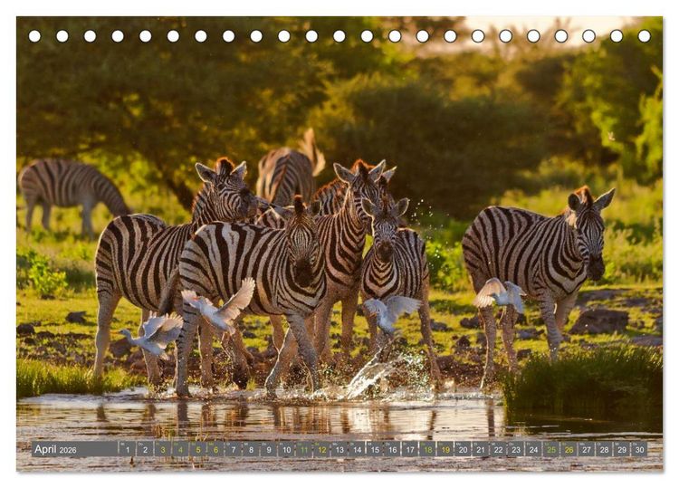 Produktbild: Afrikas Tierwelt: Zebras (Tischkalender 2026 DIN A5 quer), CALVENDO Monatskalender