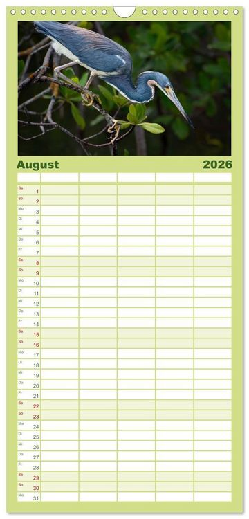 Produktbild: Familienplaner 2026 - Blaureiher und Dreifarbenreiher mit 5 Spalten (Wandkalender, 21 x 45 cm) CALVENDO