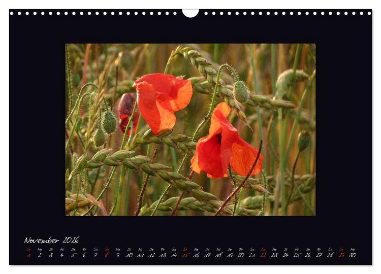 Produktbild: MOHNographie (Wandkalender 2026 DIN A3 quer), CALVENDO Monatskalender