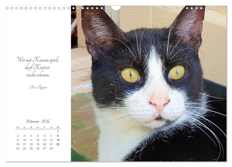 Produktbild: Catlovers - Ein Jahr voller Samtpfoten und charmanten Weisheiten (Wandkalender 2026 DIN A3 quer), CALVENDO Monatskalender