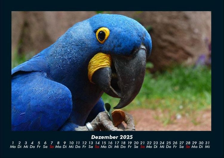 Produktbild: V&ouml;gel 2025 Fotokalender DIN A4